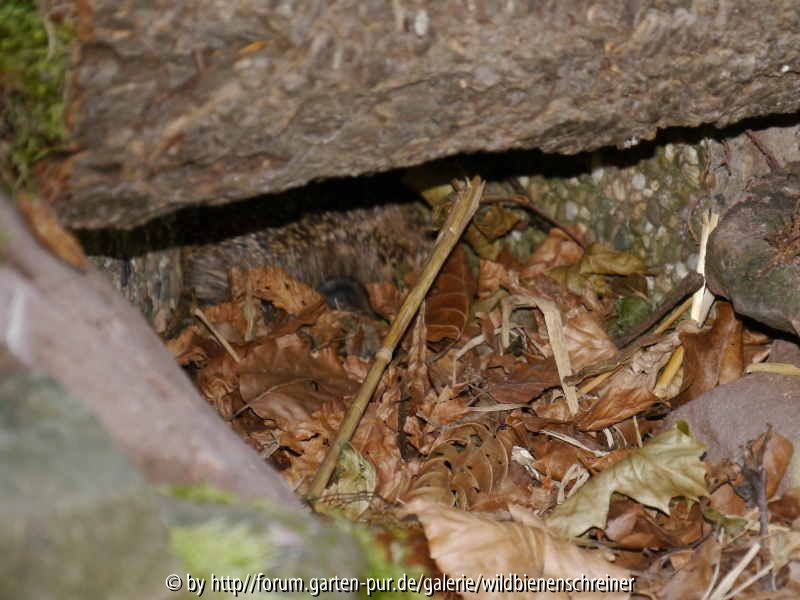 Suchbild