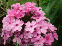 Phlox pan. Falschlieferung