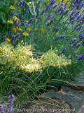Allium flavum ssp. tauricum