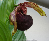 Cypripedium tibeticum 2006 - II
