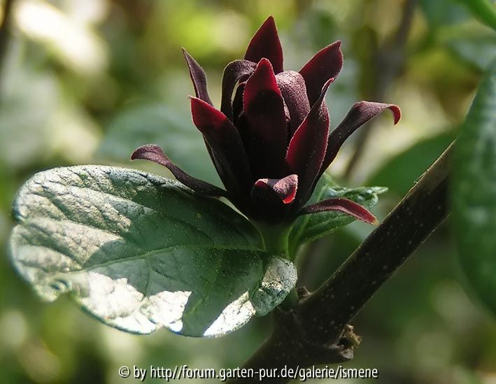 Calycanthus fertilis