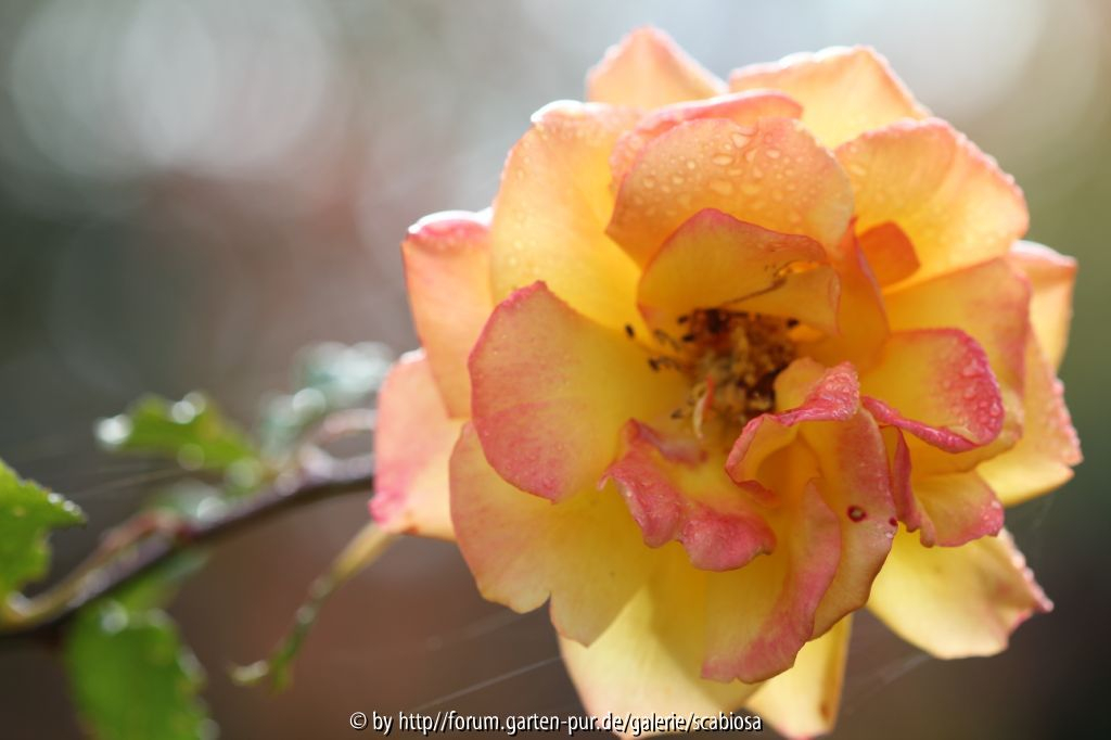 Rose Parkplatz Sep. 2013