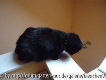 Neugierig und pudelnass