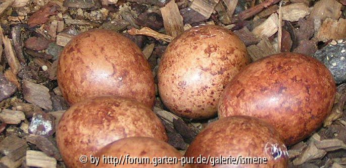 Falkeneier