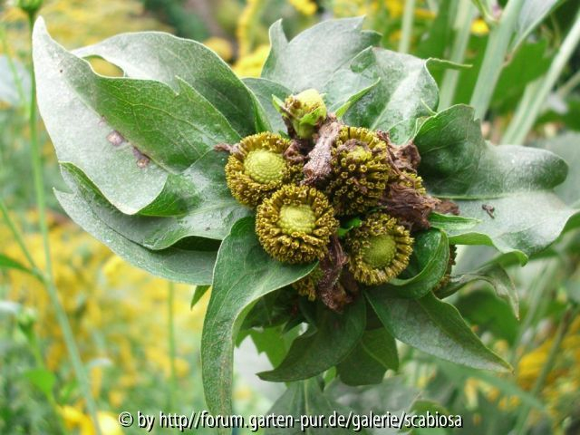 Rudbeckia nitida, Mutation?