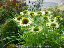 'Green Juwel' Sep. 2013