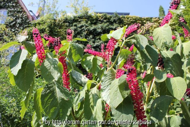Phytolacca americana