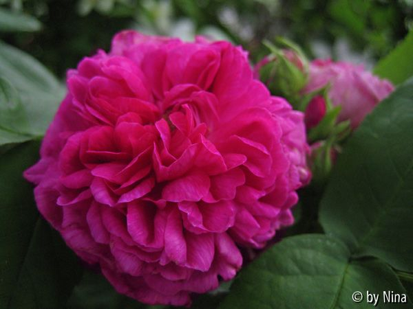 Rose de Resht 4443