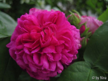 Rose de Resht 4443