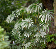 Begonia luxurians