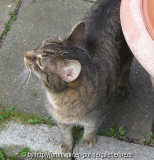 Garten-Tiger