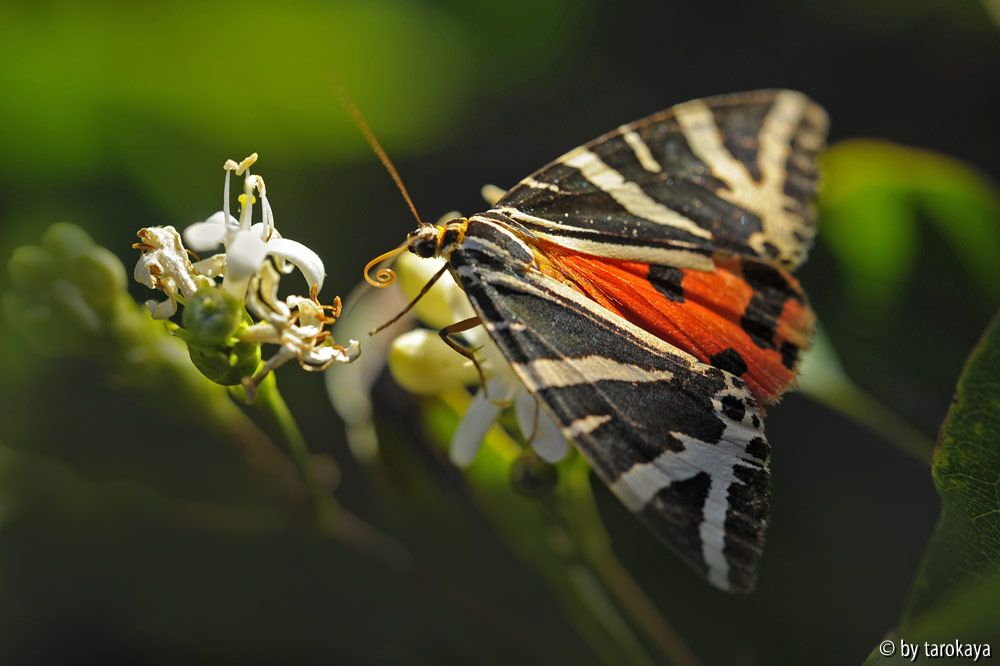 schmetterling sep
