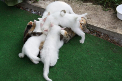 Am Aussaugen 3