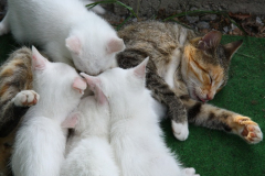 Am Aussaugen 1