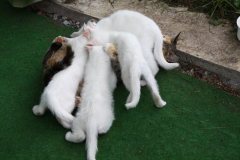 Am Aussaugen