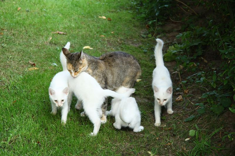 Alle 4, suchen