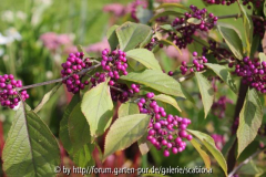 Callicarpa, Sept. 2013