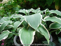 Hosta 'Irish Eyes'