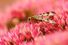 Skorpionsfliege