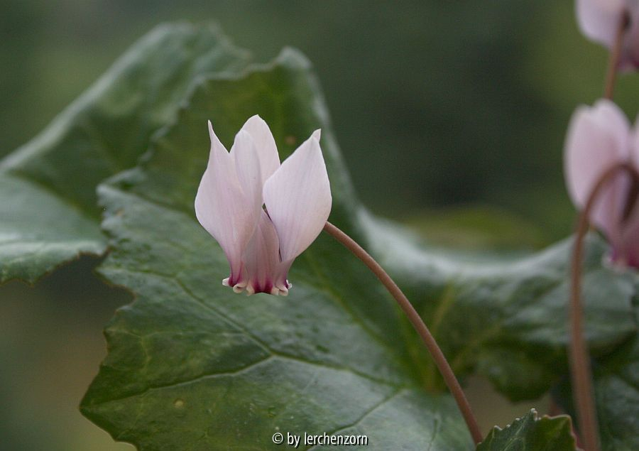 Cyclamen africanum (Hybr.?)
