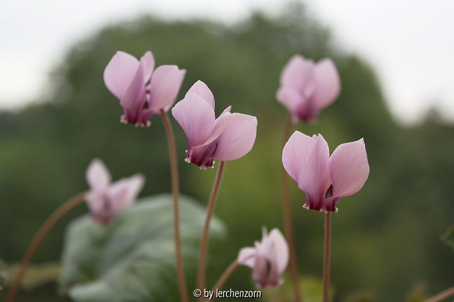 Cyclamen africanum (Hybr.?)