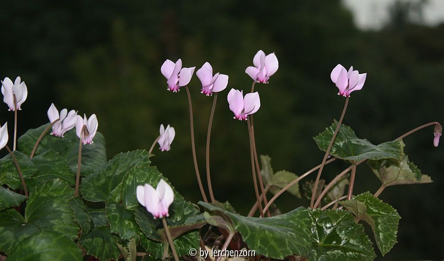 Cyclamen africanum (Hybr.?)