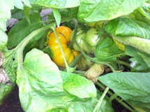 Tomatendschungel2.jpg