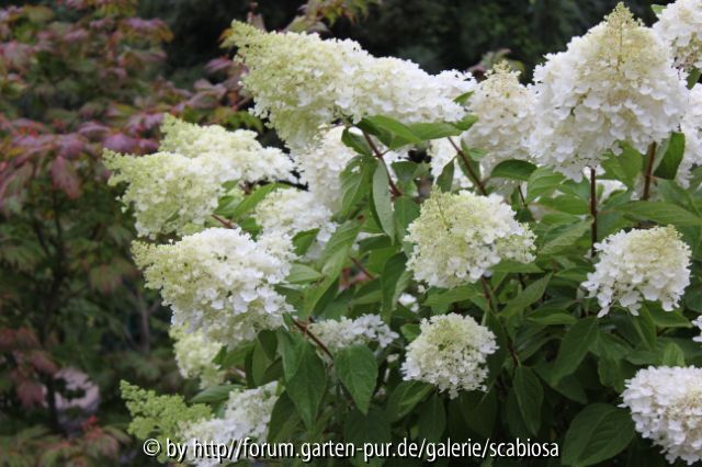 Hydrangea pan.