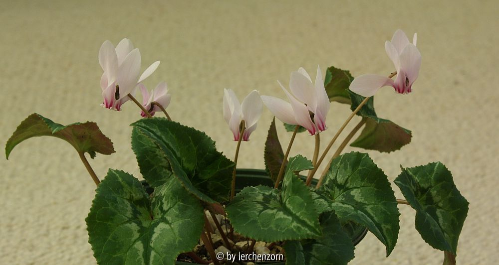 Cyclamen africanum (Hybr.?)