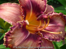 Hemerocallis 'Mystery Man'