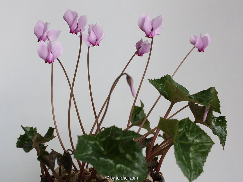 Cyclamen africanum (Hybr.?)