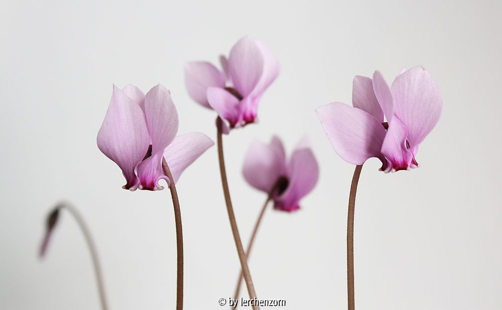 Cyclamen africanum (Hybr.?)