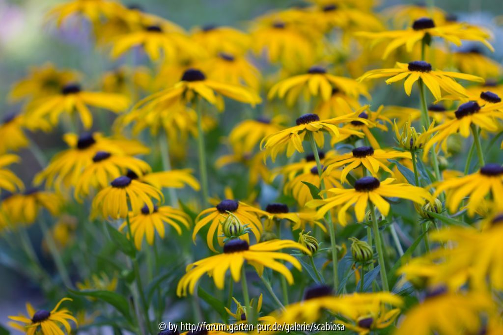 Rudeckia Sept. 2013