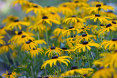 Rudeckia Sept. 2013