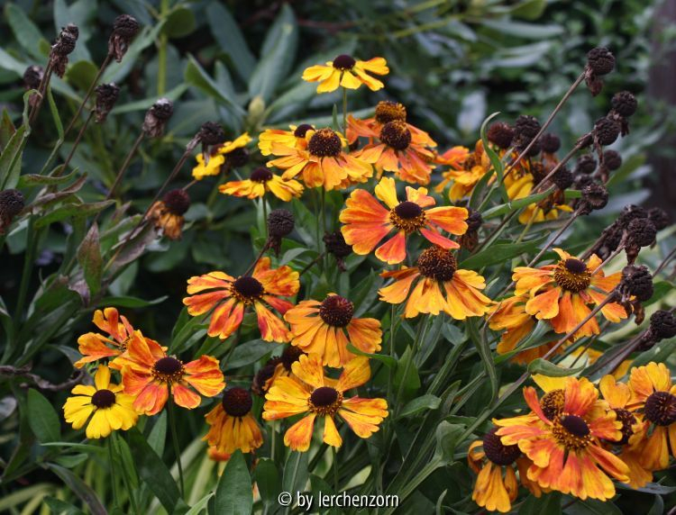 Helenium SAHINS EARLY FLOWERER