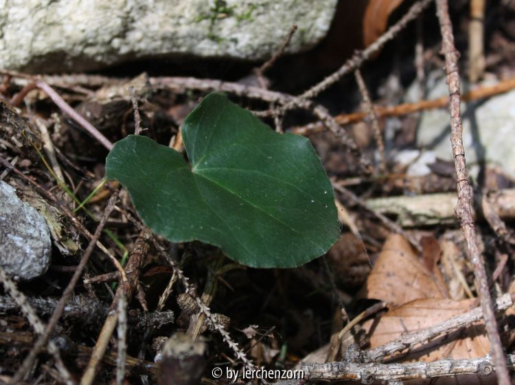 Cyclamen purpurascens 2013, Weichtal am Wiener Schneeberg