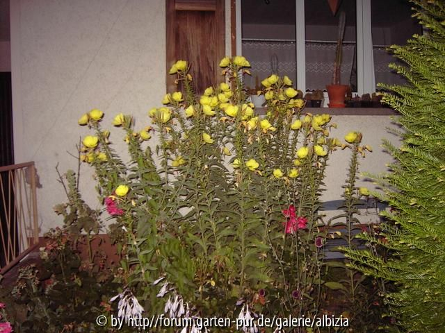 Lieblings-