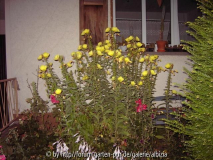 Lieblings-