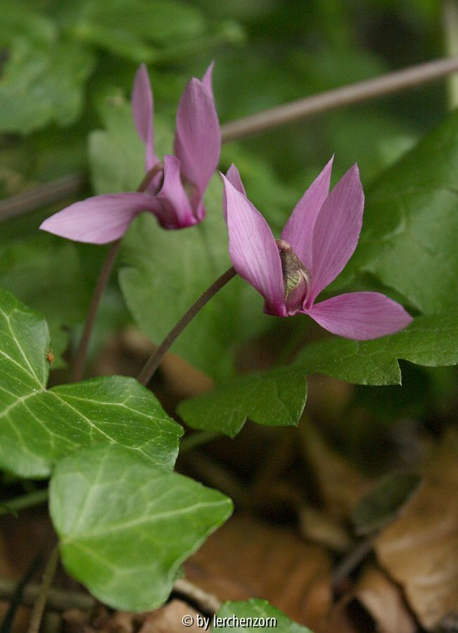 Cyclamen purpurascens 2013, Weichtal am Wiener Schneeberg