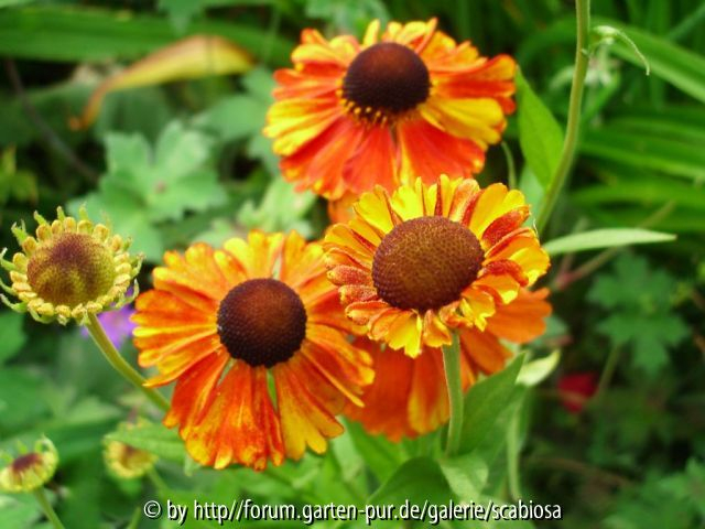 Helenium SEF Juli 2013