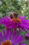 bee.jpg