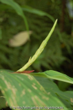 densiflorum2013.jpg