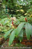 cautl spic robusta.jpg