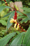 cautl_ spic_ robusta 2.jpg