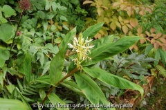 spicatum2013.jpg