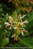 spicatum 2.jpg