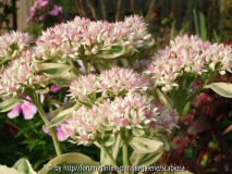 Sedum 'Frosty Morn' Sept. 2013