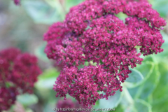 Sedum Smlg. Sept. 2013