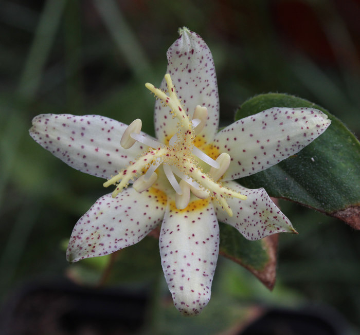 Tricyrtis spec.