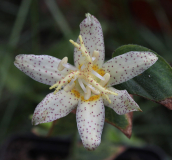 Tricyrtis spec.